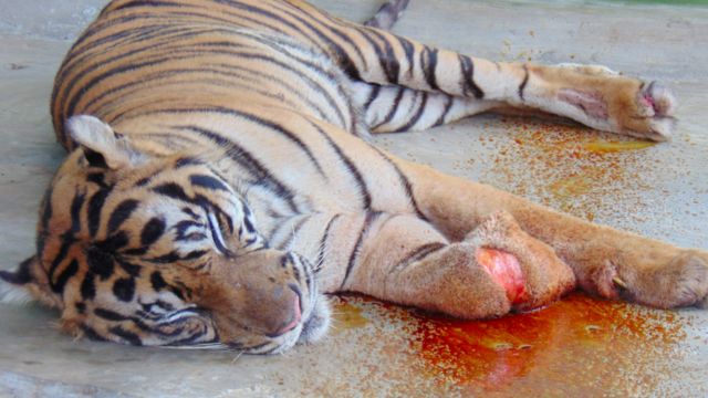 Harimau bernama Palas terluka akibat jerat sling baja. Ia tidak mampu bertahan hidup.