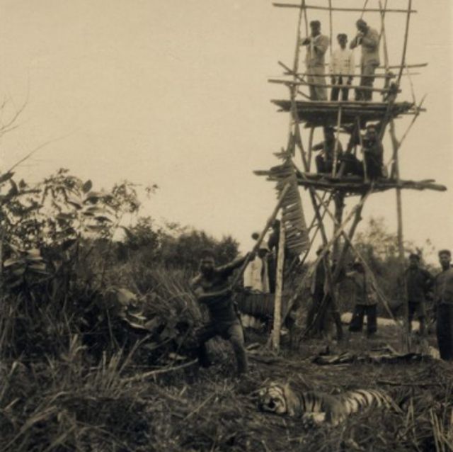 Kegiatan perburuan harimau menjadi olahraga saat penjajahan Belanda.