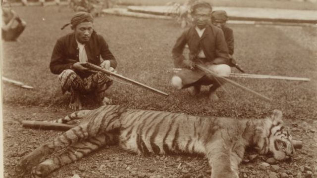 Perburuan harimau di Indonesia telah terjadi sejak zaman kolonial Belanda.