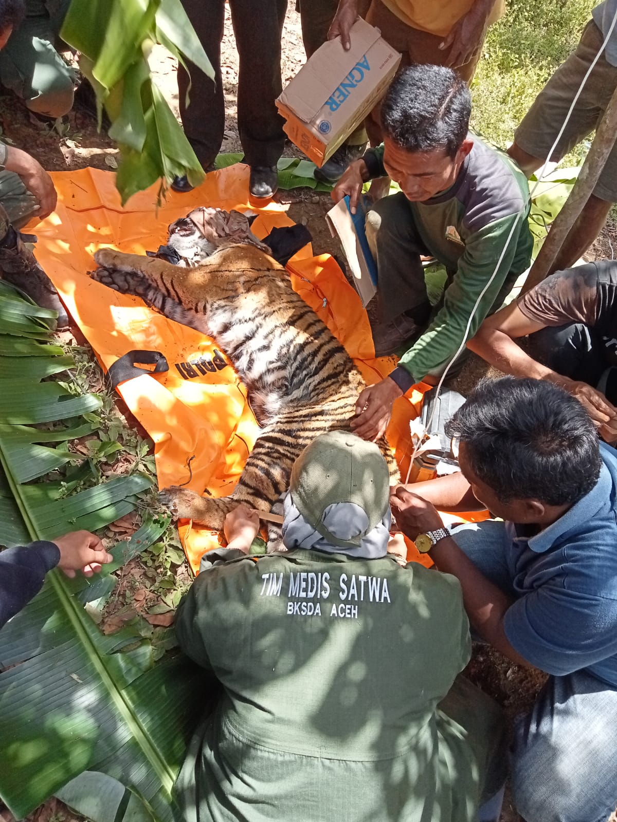 Harimau ditemukan di dekat kawasan hutan lindung.