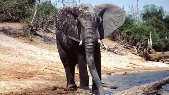 Gajah di lubang air, Taman Nasional Hwange