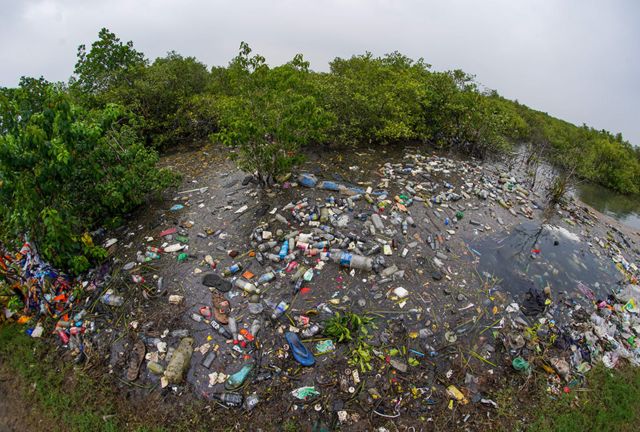 Hutan bakau Godavari di India dipenuhi sampah plastik