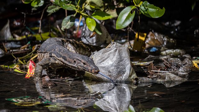 Seekor biawak (Varanus salvator) berjuang di lantai hutan yang dipenuhi plastik untuk mencari makanan di Indonesia